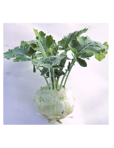 Fresh kohlrabi 1kg