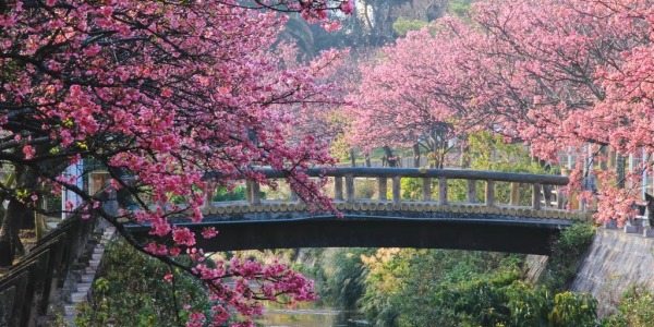 Cherry blossom season Japan is here!